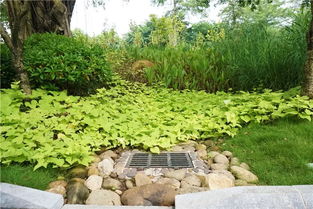 哇塞 水清了景美了 原來我們身邊的南湖公園這么靚