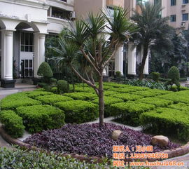 華盛園林綠化護養 社區園林綠化 南山園林綠化